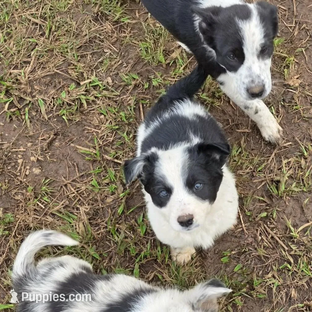 BW Girl, a female Australian Cattle Dog and Border Collie for sale in Paradise, CA – Photo 4 of 6