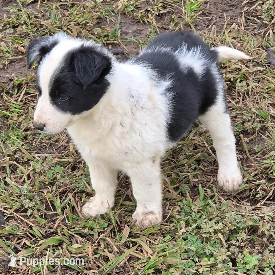 BW Girl, a female Australian Cattle Dog and Border Collie for sale in Paradise, CA – Photo 2 of 6