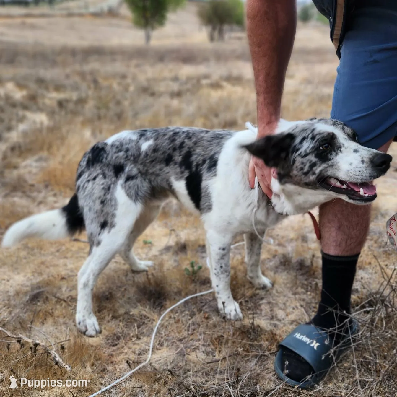 BW Girl, a female Australian Cattle Dog and Border Collie for sale in Paradise, CA – Photo 5 of 6