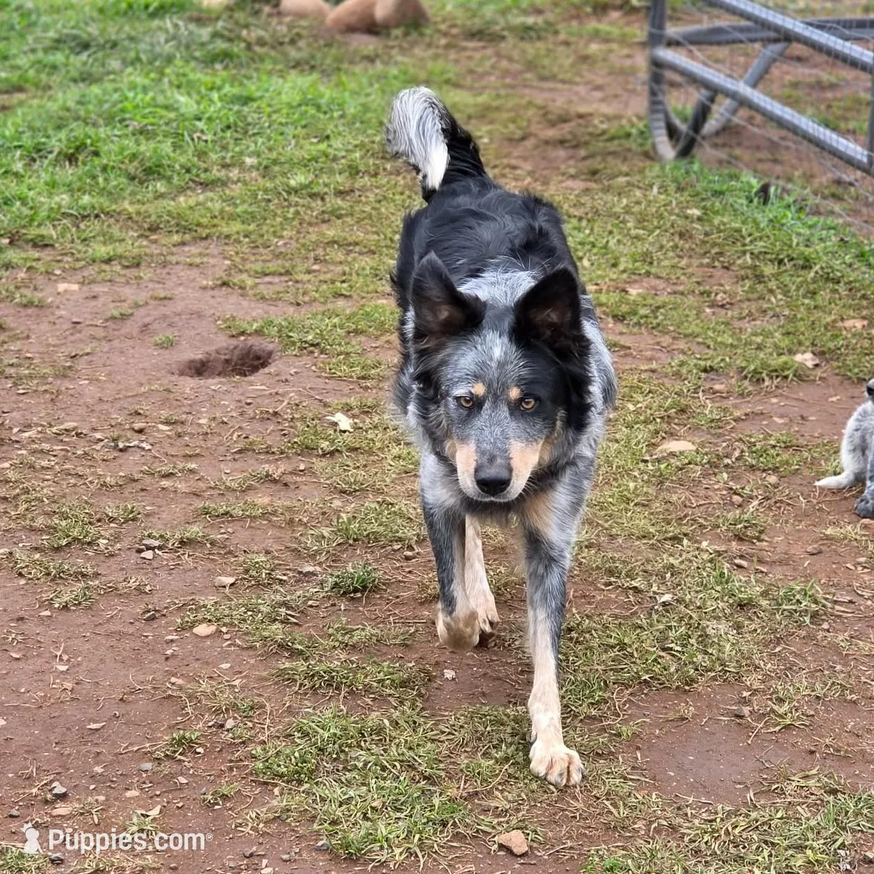 BW Girl, a female Australian Cattle Dog and Border Collie for sale in Paradise, CA – Photo 6 of 6