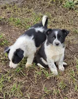 BW Girl, a female Australian Cattle Dog and Border Collie for sale in Paradise, CA – Photo 2 of 5