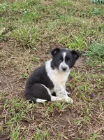 BW Girl, a female Australian Cattle Dog and Border Collie for sale in Paradise, CA – Photo 1 of 5