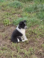 BW Girl, a female Australian Cattle Dog and Border Collie for sale in Paradise, CA – Photo 3 of 5