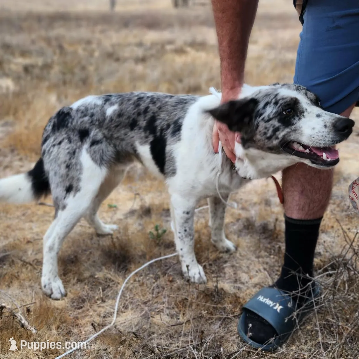 BW Girl, a female Australian Cattle Dog and Border Collie for sale in Paradise, CA – Photo 5 of 5
