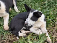 BW Girl, a female Australian Cattle Dog and Border Collie for sale in Paradise, CA – Photo 4 of 6