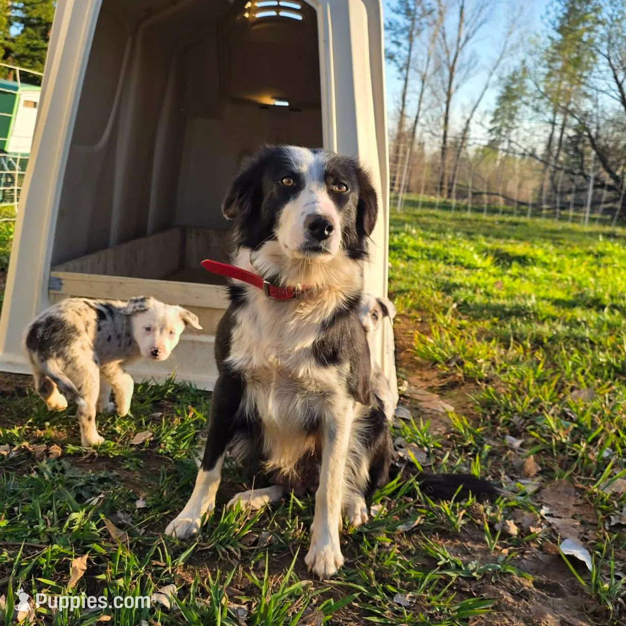 BW Girl, a female Australian Cattle Dog and Border Collie for sale in Paradise, CA – Photo 5 of 6