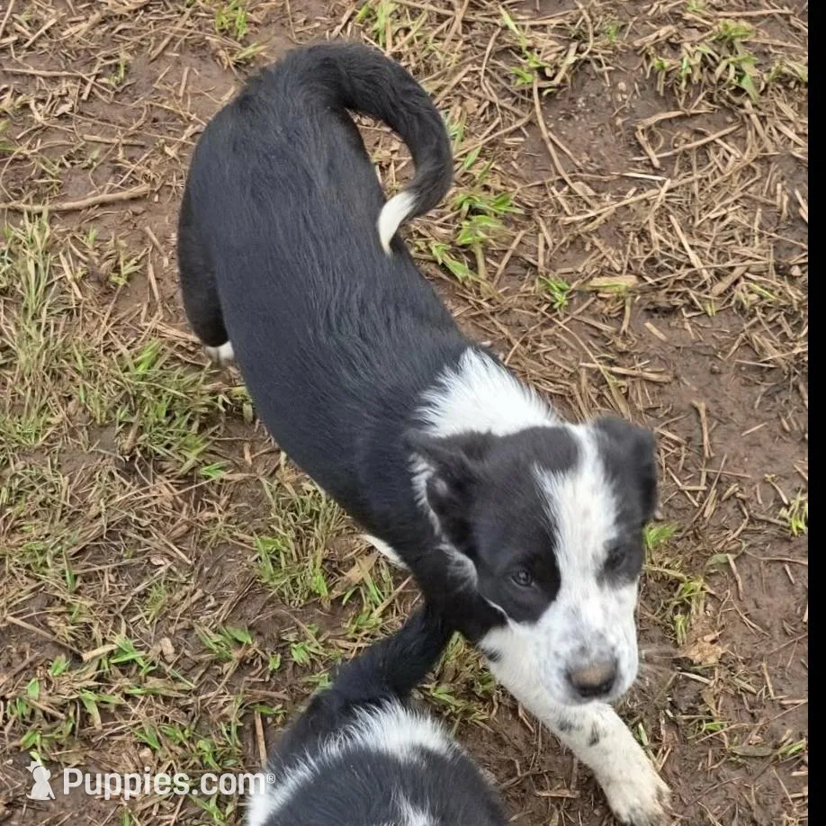 BW Girl, a female Australian Cattle Dog and Border Collie for sale in Paradise, CA – Photo 3 of 6