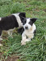 BW Girl, a female Australian Cattle Dog and Border Collie for sale in Paradise, CA – Photo 2 of 6