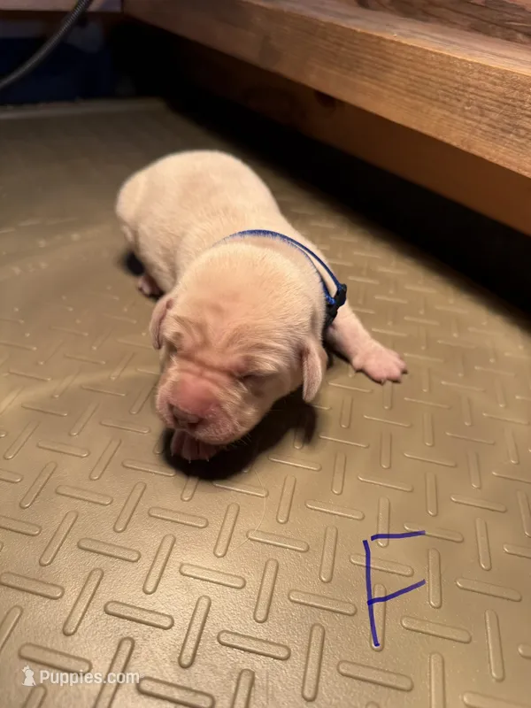 Blue  – Labrador Retriever puppy for sale in Dalbo, MN