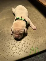 Green , a male Labrador Retriever for sale in Dalbo, MN – 1 of 1