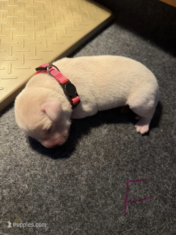 Pink  – Labrador Retriever puppy for sale in Dalbo, MN