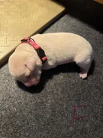 Pink , a female Labrador Retriever for sale in Dalbo, MN – 1 of 1