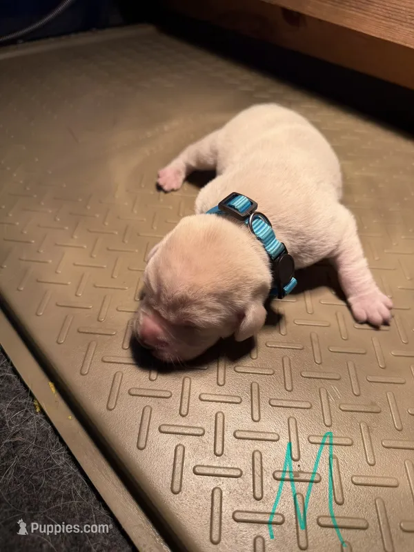 Sky  – Labrador Retriever puppy for sale in Dalbo, MN