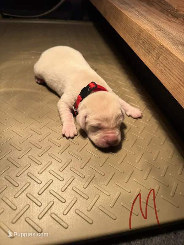 Red  – Labrador Retriever puppy for sale in Dalbo, MN