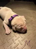 Purple , a male Labrador Retriever for sale in Dalbo, MN – 1 of 1