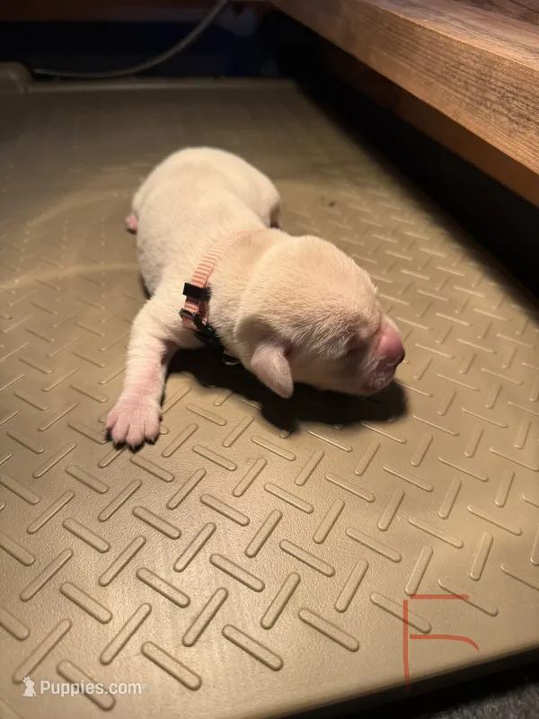 Peach  – Labrador Retriever puppy for sale in Dalbo, MN
