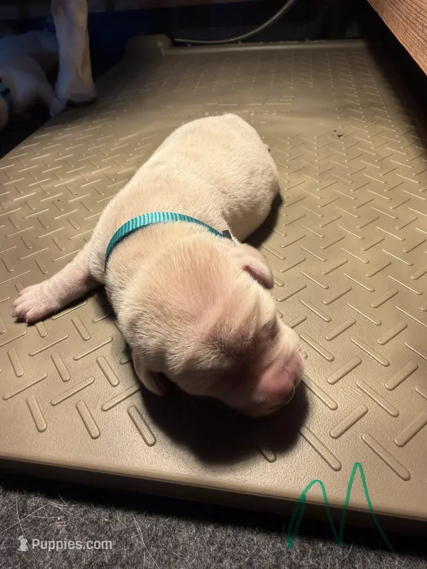 Teal  – Labrador Retriever puppy for sale in Dalbo, MN