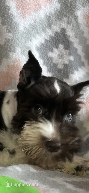 Liver parti female – Miniature Schnauzer puppy for sale in Elmore City, OK
