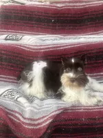 Liver parti female, a female Miniature Schnauzer for sale in Elmore City, OK – 2 of 8