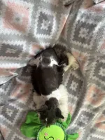 Liver parti female, a female Miniature Schnauzer for sale in Elmore City, OK – 4 of 6