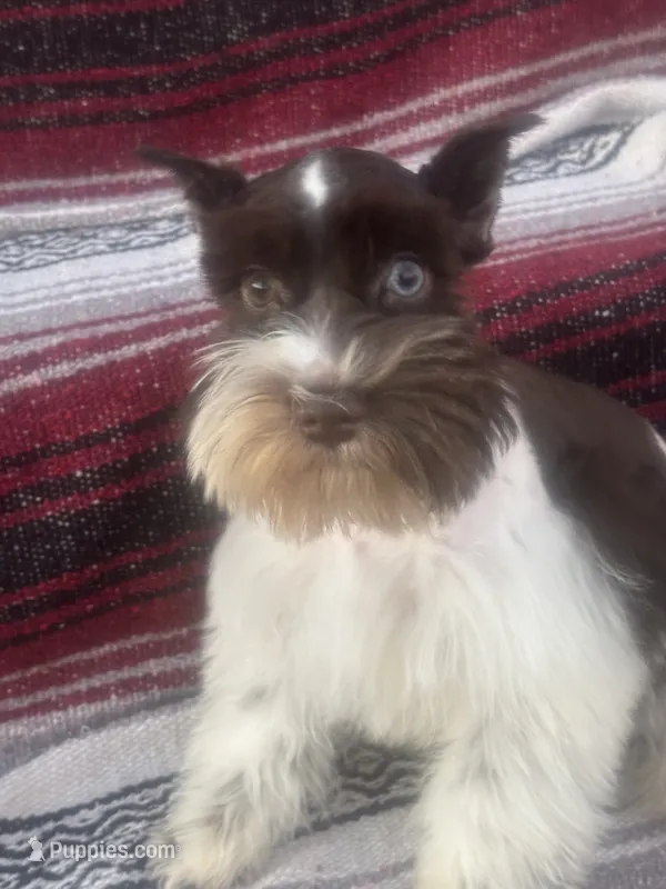 Liver parti female – Miniature Schnauzer puppy for sale in Elmore City, OK