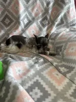 Liver Roan Male, a male Miniature Schnauzer for sale in Elmore City, OK – 6 of 8