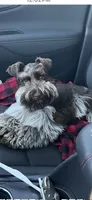 Liver Roan Female, a female Miniature Schnauzer for sale in Elmore City, OK – 7 of 7