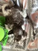Liver Roan Female, a female Miniature Schnauzer for sale in Elmore City, OK – 5 of 7