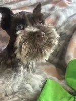 Liver Roan Male, a male Miniature Schnauzer for sale in Elmore City, OK – 2 of 8