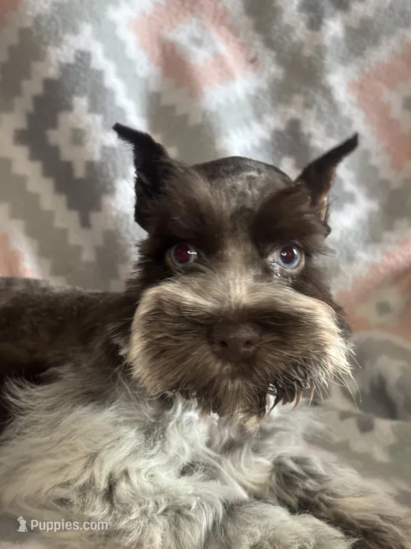 Liver Roan Female – Miniature Schnauzer puppy for sale in Elmore City, OK
