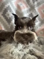 Liver Roan Female, a female Miniature Schnauzer for sale in Elmore City, OK – 1 of 7
