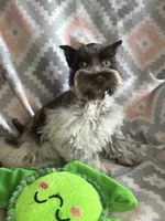 Liver Roan Female, a female Miniature Schnauzer for sale in Elmore City, OK – 2 of 7