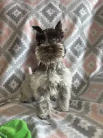 Liver Roan Male, a male Miniature Schnauzer for sale in Elmore City, OK – 3 of 8
