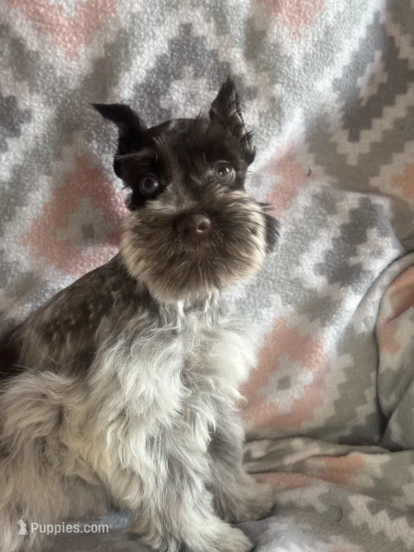 Liver Roan Male – Miniature Schnauzer puppy for sale in Elmore City, OK