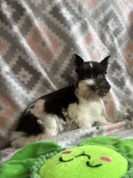 Liver parti female, a female Miniature Schnauzer for sale in Elmore City, OK – 2 of 6