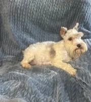 Liver Roan Female, a female Miniature Schnauzer for sale in Elmore City, OK – 6 of 7