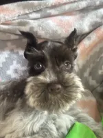 Liver Roan Male, a male Miniature Schnauzer for sale in Elmore City, OK – 4 of 8