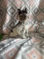 Liver Roan Male, a male Miniature Schnauzer for sale in Elmore City, OK – 5 of 8