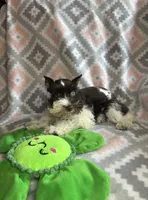 Liver parti female, a female Miniature Schnauzer for sale in Elmore City, OK – 3 of 6