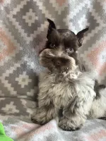 Liver Roan Female, a female Miniature Schnauzer for sale in Elmore City, OK – 3 of 7