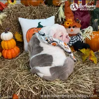 Tupac, a male English Bulldog for sale in Los Angeles, CA – 2 of 3