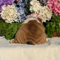 Los Angeles Bulldogs Rex, a male English Bulldog for sale in Los Angeles, CA – 5 of 5