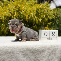 Simon, a male English Bulldog for sale in Los Angeles, CA – Photo 1 of 6