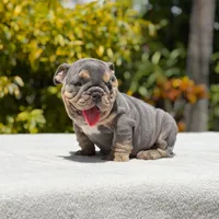 Simon, a male English Bulldog for sale in Los Angeles, CA – Photo 4 of 6