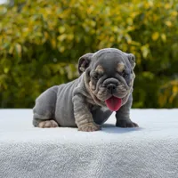 Simon, a male English Bulldog for sale in Los Angeles, CA – Photo 3 of 6