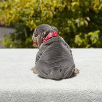 Simon, a male English Bulldog for sale in Los Angeles, CA – Photo 5 of 6