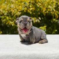 Simon, a male English Bulldog for sale in Los Angeles, CA – Photo 2 of 6