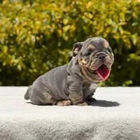 Simon, a male English Bulldog for sale in Los Angeles, CA – Photo 6 of 6