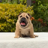 Rocco, a male English Bulldog for sale in Los Angeles, CA – 2 of 6
