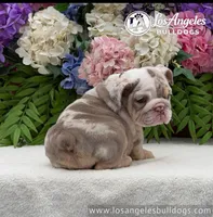 Los Angeles Bulldogs Vanilla, a male English Bulldog for sale in Los Angeles, CA – 2 of 3